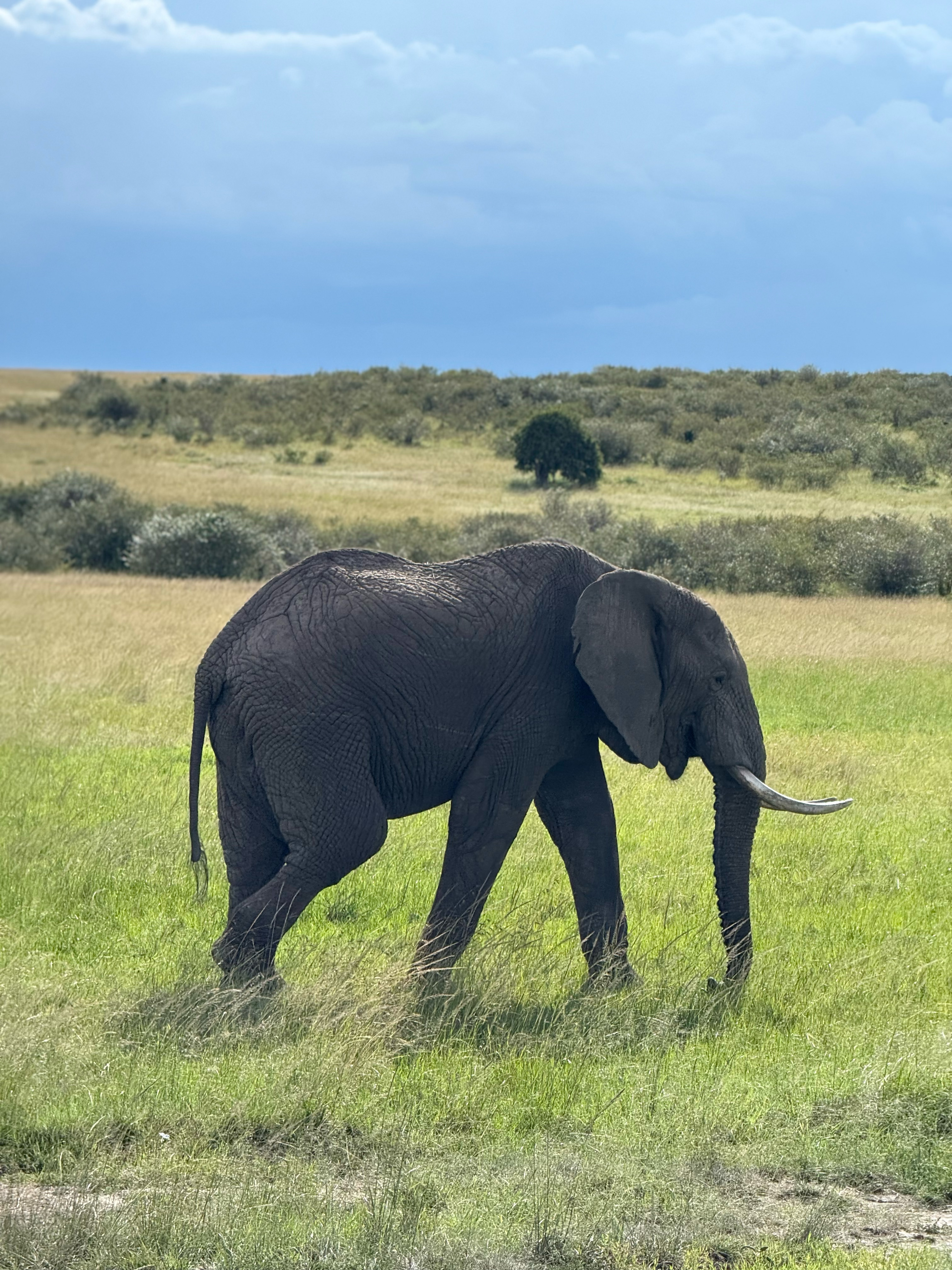 Elephant