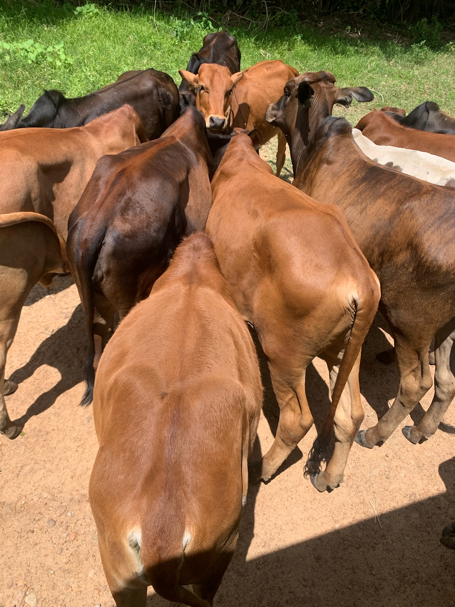 Cows in Kenya